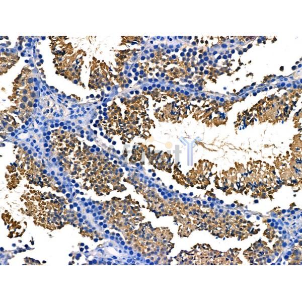alpha 1 Spectrin Antibody - DF13417 at 1/100 staining Mouse testis tissue by IHC-P.