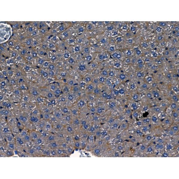 Polycystin 1 Antibody - DF13419 at 1/100 staining Mouse liver tissue by IHC-P.