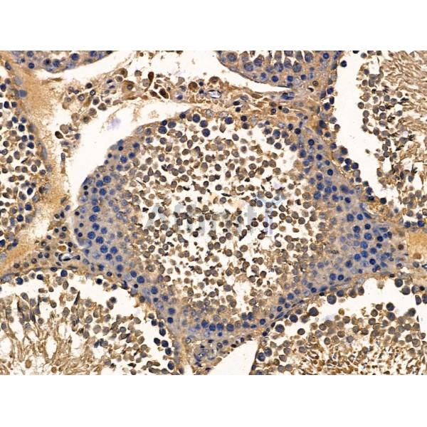 MCM10 Antibody - DF13420 at 1/100 staining Rat testis tissue by IHC-P.