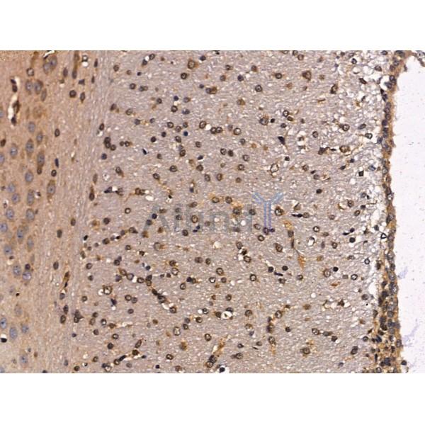 MCM10 Antibody - DF13420 at 1/100 staining Mouse stomach tissue by IHC-P.