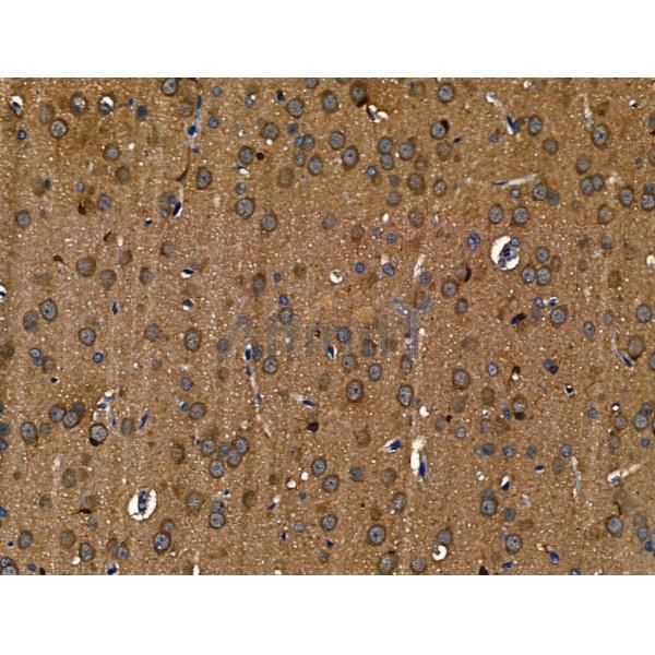 Siglec 7 Antibody - DF13435 at 1/100 staining Rat brain tissue by IHC-P.