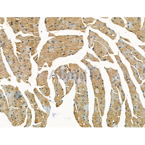 TOM1L2 Antibody - DF13443 at 1/100 staining Mouse heart tissue by IHC-P.