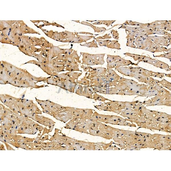 PSMD1 Antibody - DF13463 at 1/100 staining Mouse heart tissue by IHC-P.