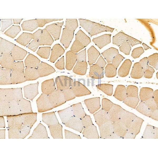 PSMD1 Antibody - DF13463 at 1/100 staining Rat pancreatic tissue by IHC-P.