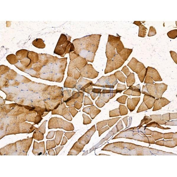 Kinesin 5A Antibody - DF13467 at 1/100 staining Mouse muscle tissue by IHC-P.