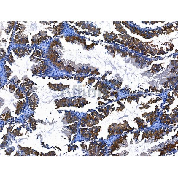 BIRC6 Antibody - DF13472 at 1/100 staining Mouse testis tissue by IHC-P.