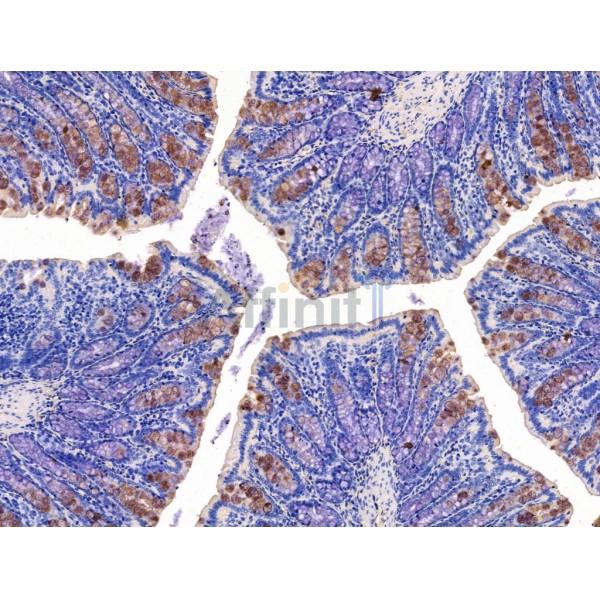 KCNK10 Antibody - DF13480 at 1/100 staining Rat colorectal tissue by IHC-P.