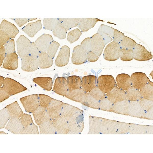 SLIRP Antibody - DF13485 at 1/100 staining Rat muscle tissue by IHC-P.