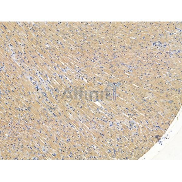 SLIRP Antibody - DF13485 at 1/100 staining Rat heart tissue by IHC-P.
