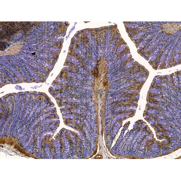 SLIRP Antibody - DF13485 at 1/100 staining Rat colorectal tissue by IHC-P.