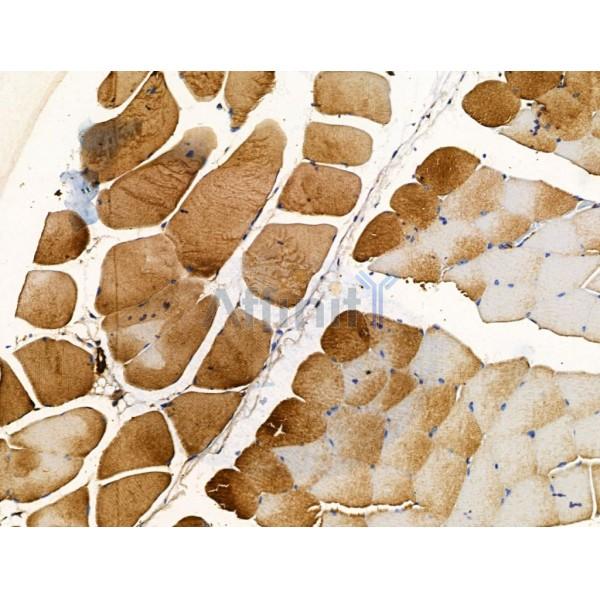SLIRP Antibody - DF13485 at 1/100 staining Mouse muscle tissue by IHC-P.