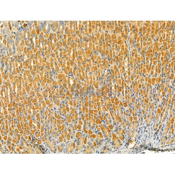 TLR8 Antibody - DF6426 at 1/100 staining Mouse stomach tissue by IHC-P.