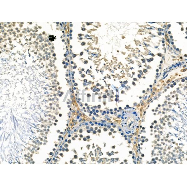 Caveolin 1 Antibody - AF0126 at 1/100 staining Rat testis tissue by IHC-P.