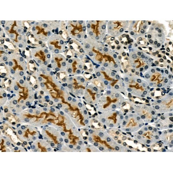 Caveolin 1 Antibody - AF0126 at 1/100 staining Mouse kidney tissue by IHC-P.