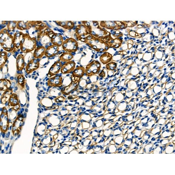 Claudin 10 Antibody - AF0133 at 1/100 staining Mouse kidney tissue by IHC-P.