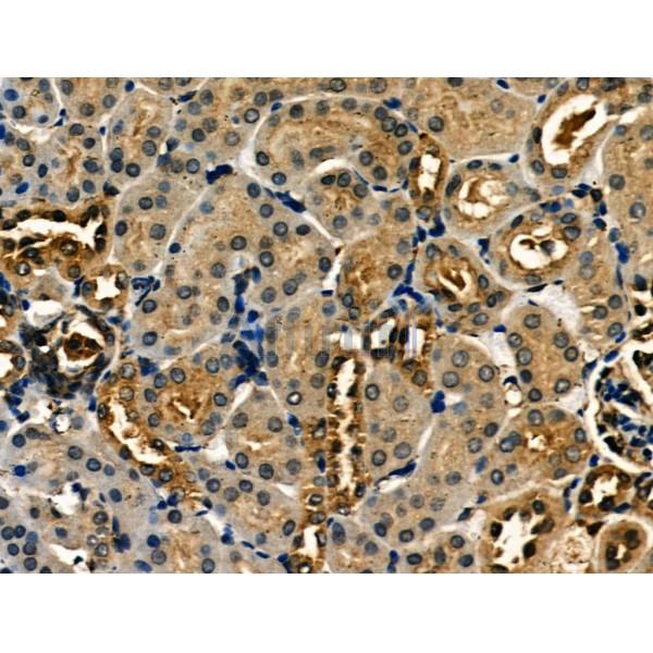 Involucrin Antibody - AF0186 at 1/100 staining Mouse kidney tissue by IHC-P.