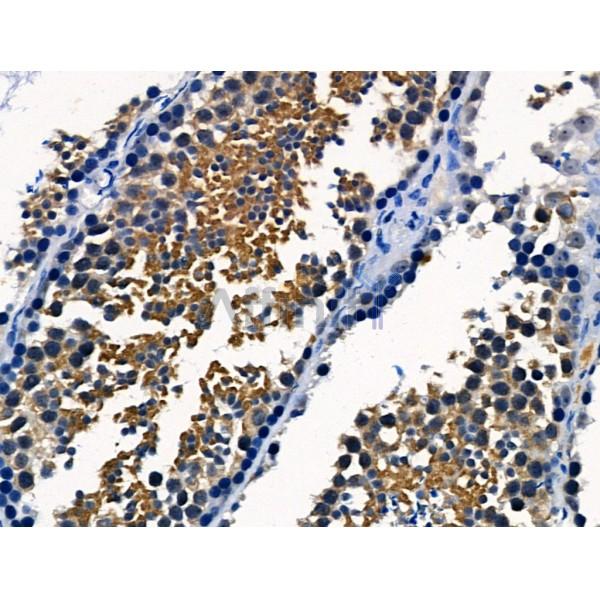 TNF Receptor I Antibody - AF0282 at 1/100 staining Mouse testis tissue by IHC-P.