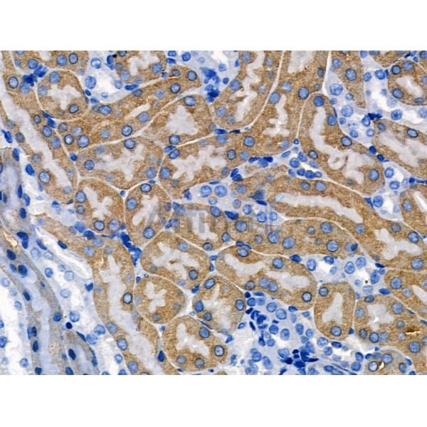 TNF Receptor I Antibody - AF0282 at 1/100 staining Mouse kidney tissue by IHC-P.