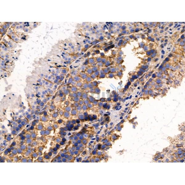 pan-AKT1/2/3 Antibody - AF0791 at 1/100 staining Mouse testis tissue by IHC-P.