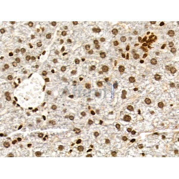 Phospho-TMS1/ASC (Ser195) Antibody - AF3515 at 1/100 staining Mouse liver tissue by IHC-P.