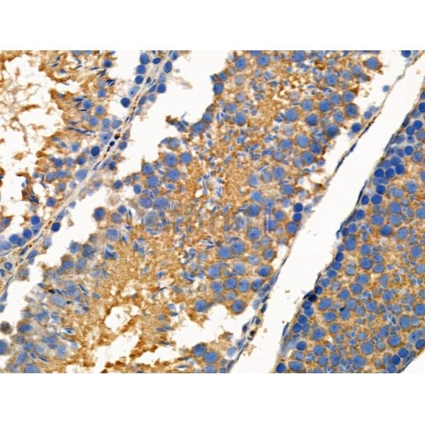 Phospho-FGF23 (Ser212) Antibody - AF3542 at 1/100 staining Mouse testis tissue by IHC-P.