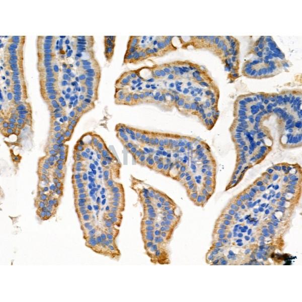 Phospho-FGF23 (Ser212) Antibody - AF3542 at 1/100 staining Mouse colorectal tissue by IHC-P.