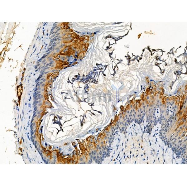 Phospho-FGF23 (Ser212) Antibody - AF3542 at 1/100 staining Mouse stomach tissue by IHC-P.