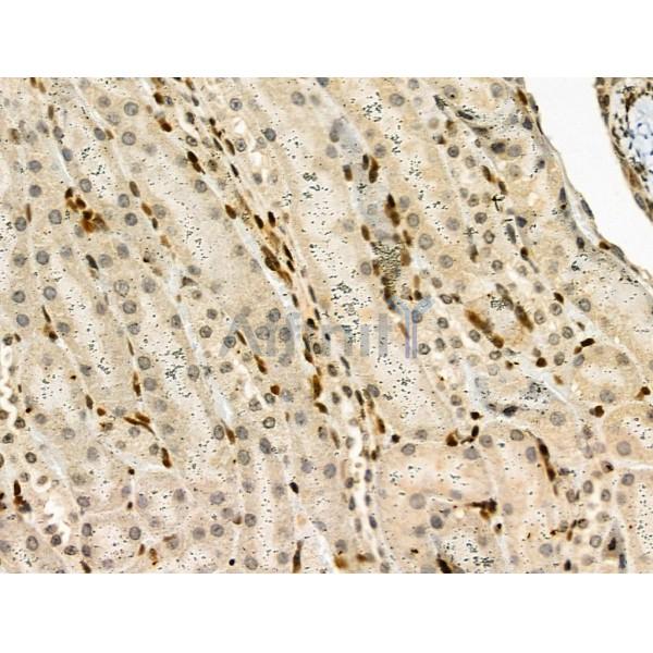 Phospho-FAK (Tyr925) Antibody - AF3619 at 1/100 staining Mouse kidney tissue by IHC-P.