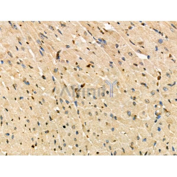 Phospho-IRF9 (Ser139) Antibody - AF3625 at 1/100 staining Rat heart tissue by IHC-P.