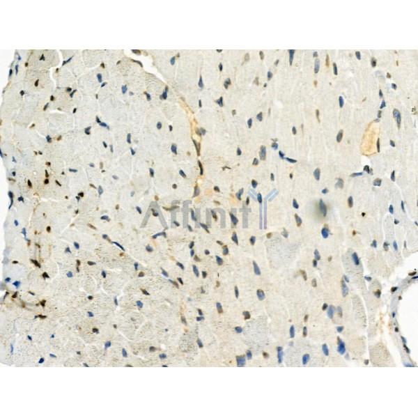 Phospho-SRPK2 (Thr492) Antibody - AF3632 at 1/100 staining Mouse heart tissue by IHC-P.