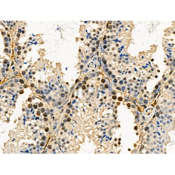 Phospho-SRPK2 (Ser494/Ser497) Antibody - AF3633 at 1/100 staining Mouse testis tissue by IHC-P.