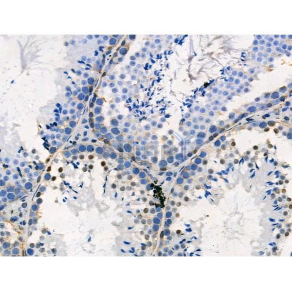 Phospho-PSD95 (Ser418) Antibody - AF3634 at 1/100 staining Mouse testis tissue by IHC-P.