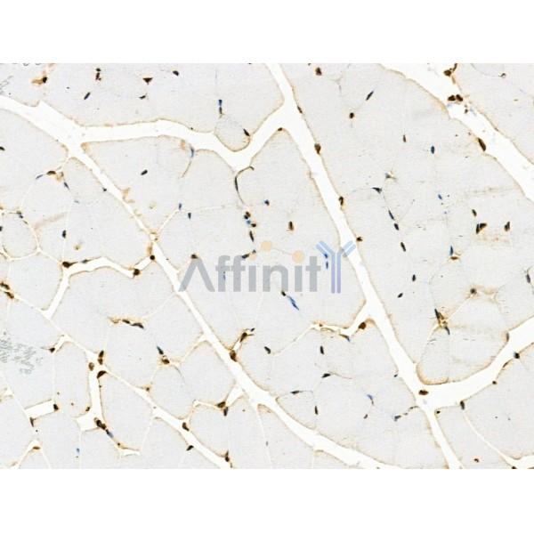 Phospho-Rab8 (Thr72) Antibody - AF3644 at 1/100 staining Mouse muscle tissue by IHC-P.