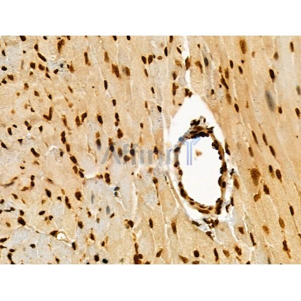 Phospho-Rab8 (Thr72) Antibody - AF3644 at 1/100 staining Mouse heart tissue by IHC-P.