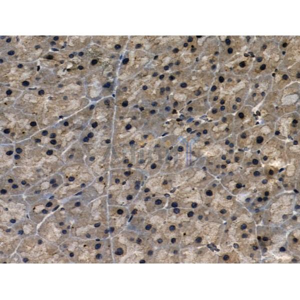 Phospho-RSK2 (Ser386) Antibody - AF3655 at 1/100 staining Mouse pancreatic tissue by IHC-P.