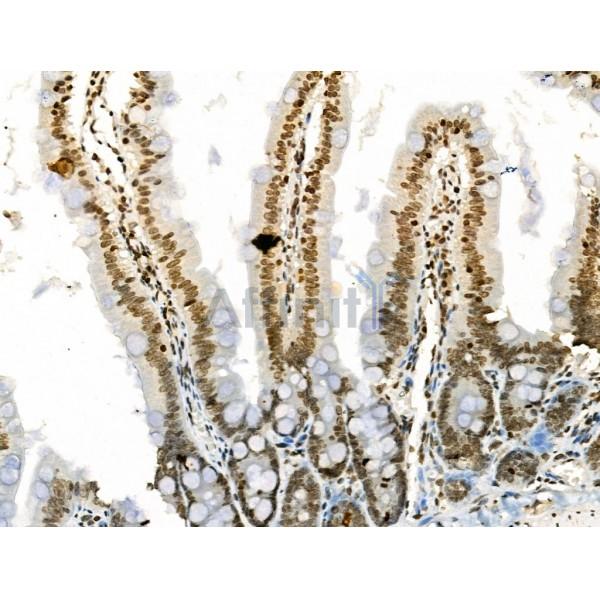 Phospho-RSK2 (Ser386) Antibody - AF3655 at 1/100 staining Rat colorectal tissue by IHC-P.