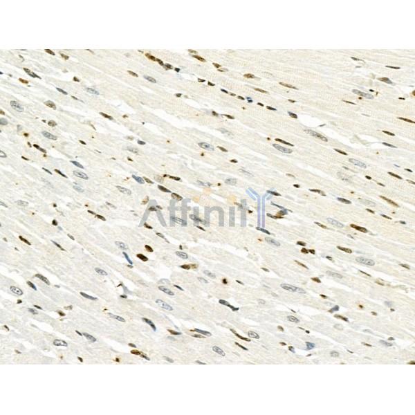 Phospho-BRG1 (Ser721) Antibody - AF3657 at 1/100 staining Rat heart tissue by IHC-P.