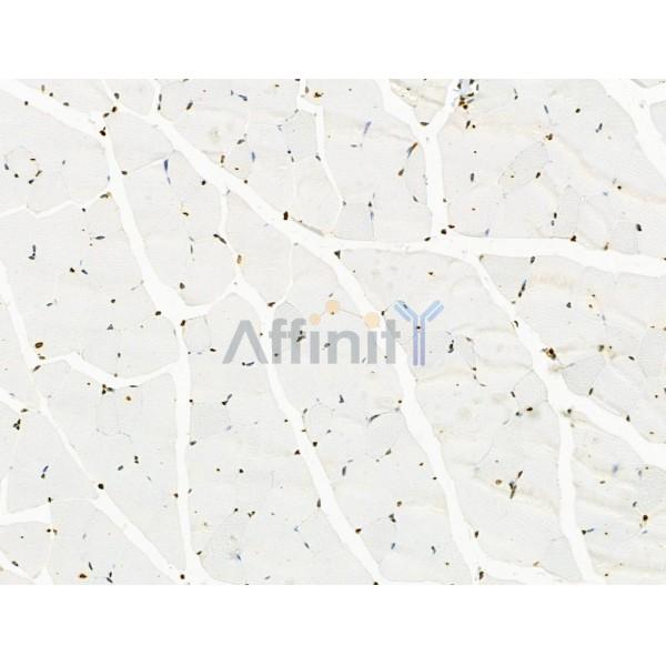 Phospho-BRG1 (Ser721) Antibody - AF3657 at 1/100 staining Mouse muscle tissue by IHC-P.