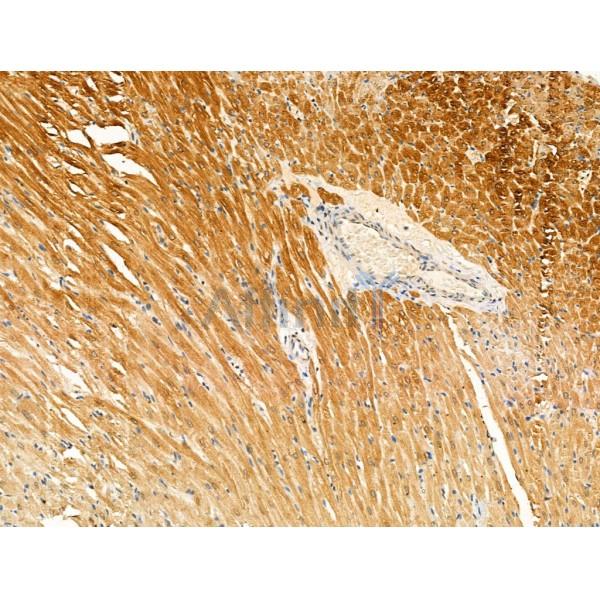 Phospho-MARK3 (Thr507) Antibody - AF3686 at 1/100 staining Rat heart tissue by IHC-P.
