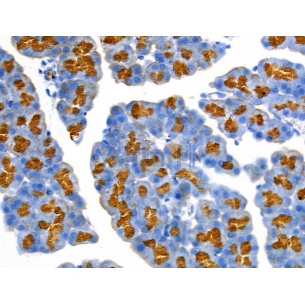 Phospho-PEA15 (Ser104) Antibody - AF3963 at 1/100 staining Rat pancreatic tissue by IHC-P.