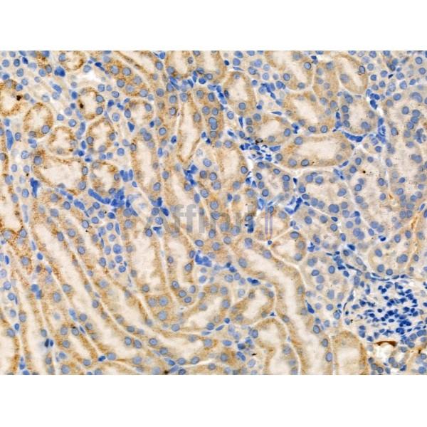 Phospho-PEA15 (Ser104) Antibody - AF3963 at 1/100 staining Mouse kidney tissue by IHC-P.