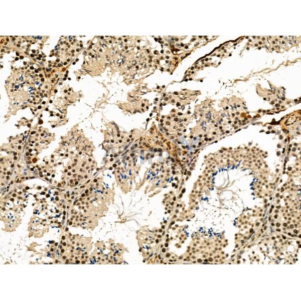 Phospho-TIS11B (Ser92) Antibody - AF3965 at 1/100 staining Mouse testis tissue by IHC-P.