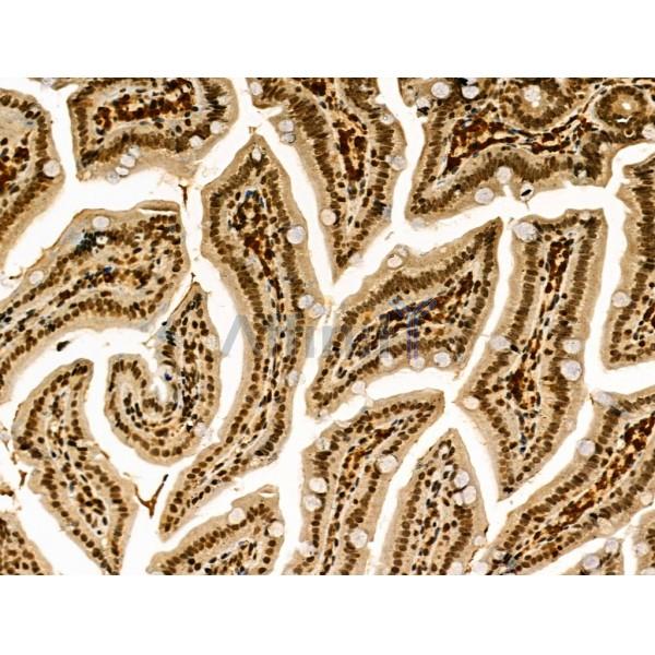 Phospho-TIS11B (Ser92) Antibody - AF3965 at 1/100 staining Mouse colorectal tissue by IHC-P.