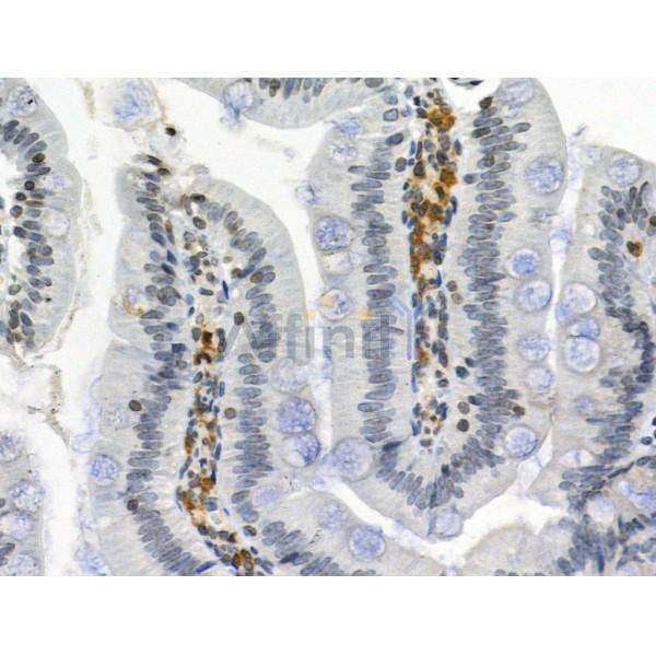 Phospho-APLP2 (Tyr755) Antibody - AF3971 at 1/100 staining Rat colorectal tissue by IHC-P.