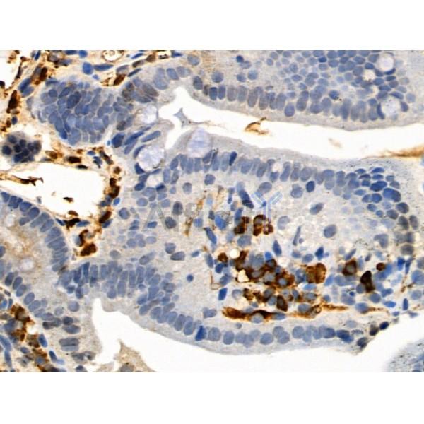 Phospho-Occludin (Ser507 ) Antibody - AF4306 at 1/100 staining Mouse colorectal tissue by IHC-P.