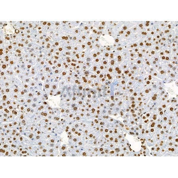 Acetyl-Histone H2A (Lys5) Antibody - AF4354 at 1/100 staining Mouse liver tissue by IHC-P.