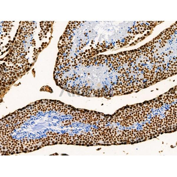 Acetyl-Histone H2A (Lys5) Antibody - AF4354 at 1/100 staining Mouse testis tissue by IHC-P.