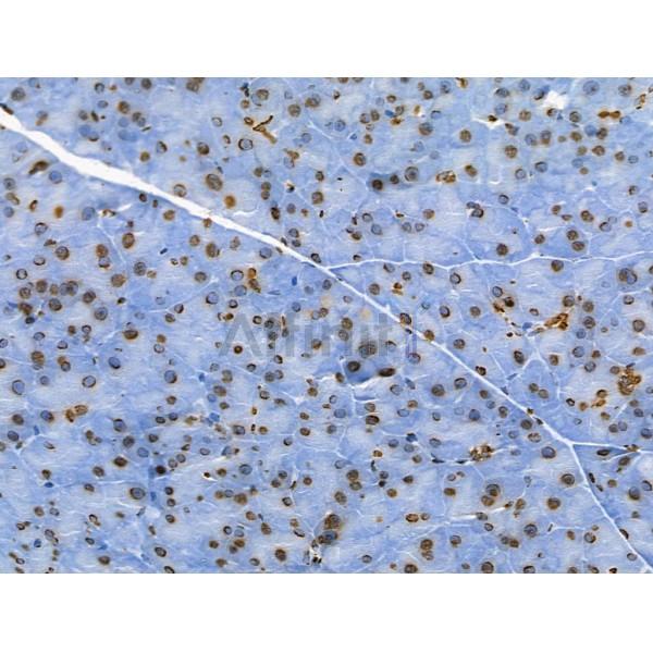 Acetyl-Histone H2A (Lys5) Antibody - AF4354 at 1/100 staining Mouse pancreatic tissue by IHC-P.