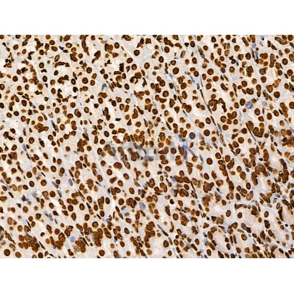 Acetyl-Histone H2A (Lys5) Antibody - AF4354 at 1/100 staining Rat stomach tissue by IHC-P.