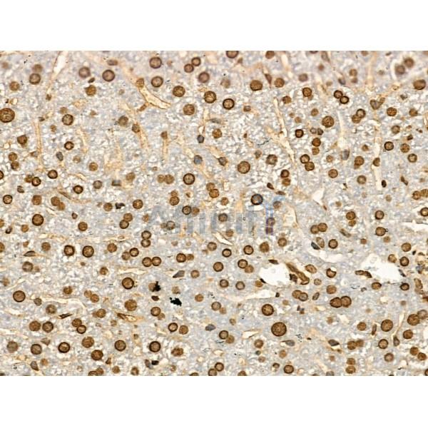 Acetyl-Histone H4 (Lys91) Antibody - AF4357 at 1/100 staining Mouse liver tissue by IHC-P.